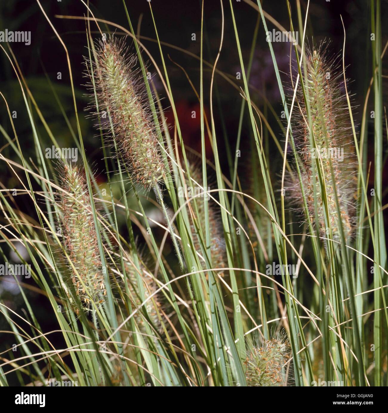 Pennisetum alopecuroides - `Hameln'   GRA064721 Stock Photo
